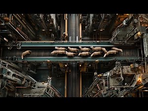 Explore Donkey Farming – From Breeding to Unique Donkey Products | Food Factory