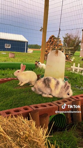 Exploring the Enchanting Bunny Village 🐰💗