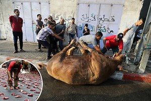 Eid Al-Adha animal sacrifice turns streets red as cows & sheep beheaded
