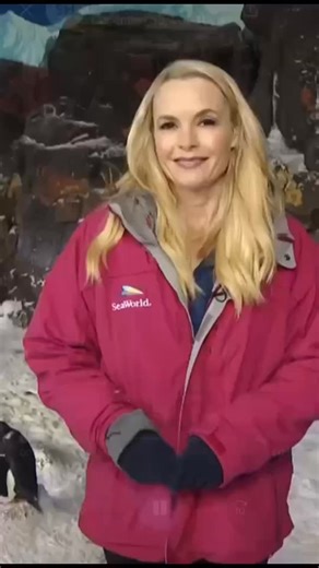 CBS 8 San Diego on Instagram: "Seaworld launched its "penguin cam" for the first time since 2012. The cam shows the penguin encounter 24 hours a day. It's up through the end of December."