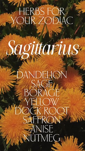 🏹 The Archer’s Garden: Sagittarius & The Herbs of Expansion 🏹 Are you feeling that Sagittarian spark? As a Fire sign ruled by the mighty Jupiter, Sagittarius is all about wisdom, wanderlust, and thinking big! Sagittarian plants focus on the liver, hips, and thighs, and carry that bold,