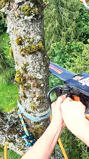 guilty_of_treeson on TikTok