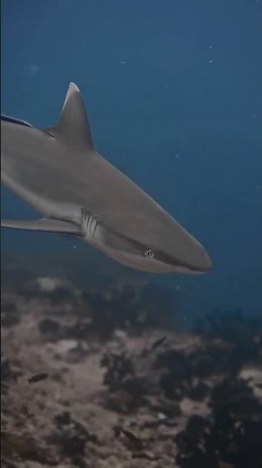 Grey reef shark, Carcharhinus amblyrhynchos, patrolling the reef