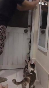 35K views · 1.4K reactions | What would you call this? A Catalanche? Any better suggestiòns?  By the way, this was taken in an animal shelter | 'Cats Don't Have Owners: They Have Staff' | Facebook