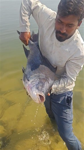 5 కేజీల భారీ కట్ల చేపను పట్టుకుంటున్న వైరల్ వీడియో షార్ట్స్ ##fishing#food 🐟🐟🐟