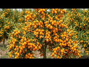 Growing Process of Giant Kumquat Trees | From Planting to Heavy Fruit Harvest
