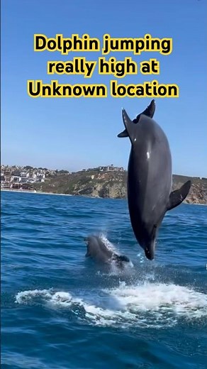 Beautiful Dolphins Leaping from the Ocean in Stunning 4K