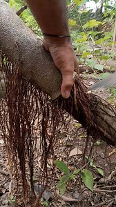 9.5K views · 112 reactions | Air layering, also known as cangkok...