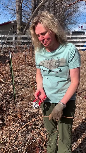 7.6K views · 122 reactions | Time to prune raspberries! Cut the long canes to 2-3 feet tall then remove the 3 year and older canes at the ground. Helps the raspberries grow and fruit better this year! | Living Well with Dr. Michelle Jorgensen | Facebook