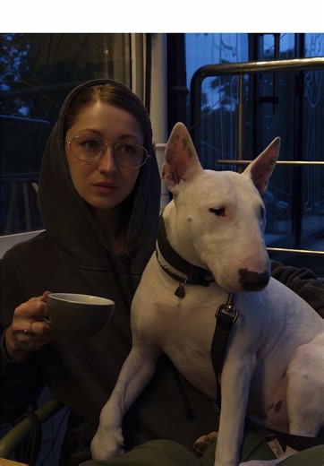 Bullterrier: English Bull Terrier pet life