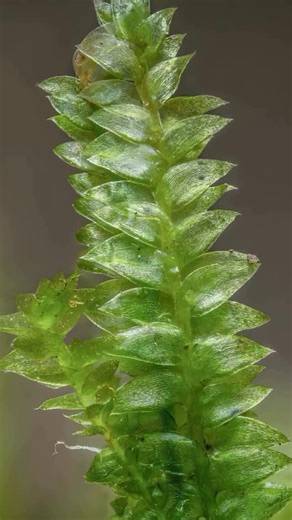 tentree on Instagram: "The secret world of moss 🌿🍃 Beautifully capture by @mossranger"