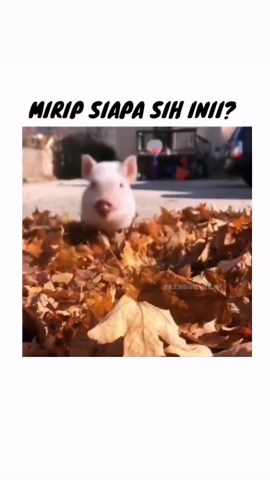 Everiting is fun on Instagram: "Tagg kembarannya🤣"