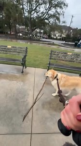 He’s so proud of his stick 😭 | Animal Memes