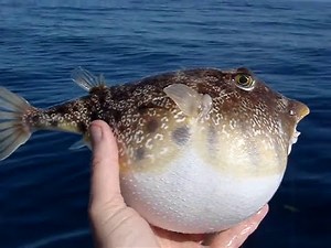 Pufferfish Puffed