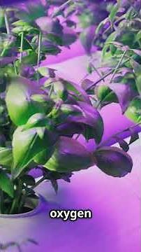 7 Amazing Advantages of Tower Farms with Aeroponic Vertical Farming