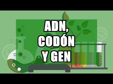 Genética: ADN, codones y genes