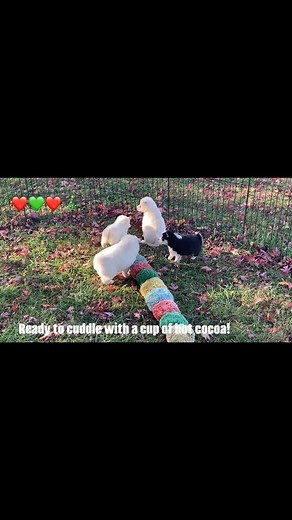 Super sweet Mini Husky puppies! Reserving now! ❤️❤️ #minihuskypuppy #minihusky #miniaturehusky #husky #huskylife #christmaspuppies | Mini Husky World | Facebook