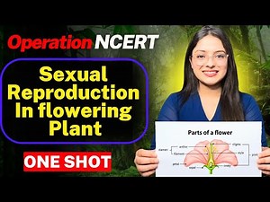 Sexual Reproduction in Flowering Plant One Shot | Class 12 BIOLOGY Chapter 1| CBSE Board exam 2026