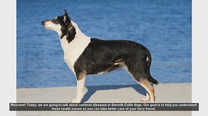 Common Health Issues in Smooth Collie Dogs: A Guide for Pet Owners