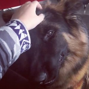 44K views · 2.6K reactions | Having a bad day? Indulge in some dog therapy! <3 via instagram.com/evelyne_dieu | I Love My German Shepherd | Facebook