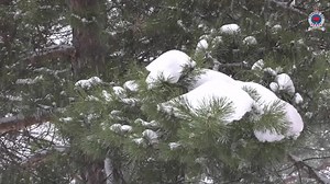 Today we mark the tragic anniversary of the death of Sandra Johnson. On this date, 30-years-ago – February 13, 1992 – her body was discovered on the frozen surface of the Neebing-McIntyre Floodway in the East End of the City of Thunder Bay. Then-18 years old, Sandra was last seen leaving her home at approximately 1:30 a.m. on that same morning. Investigators with the TBPS’s Major Case Unit continue to investigate information that has come in over the years to try to solve this homicide, bring cl