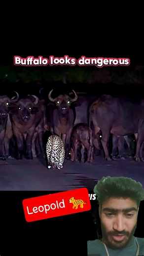 Leopold 🐆 VS Buffalo 🦬🐃 #shorts #viral