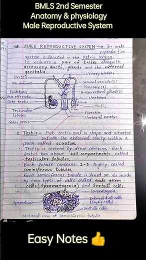 Male Reproductive system | Notes