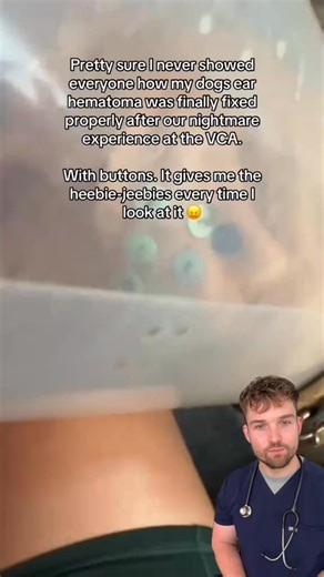 Dog’s ear or cushion? Well this is what the treatment for an aural hematoma looks like — a pocket of blood that forms when a dog shakes their head or scratches excessively, often due to ear infections or allergies. In this case, the hematoma has been treated using the button technique, where buttons are stitched on either side of the ear to apply gentle, even pressure while it heals. It’s a creative, low-cost way to prevent scarring and keep the ear’s natural shape, and to prevent it re-filling.