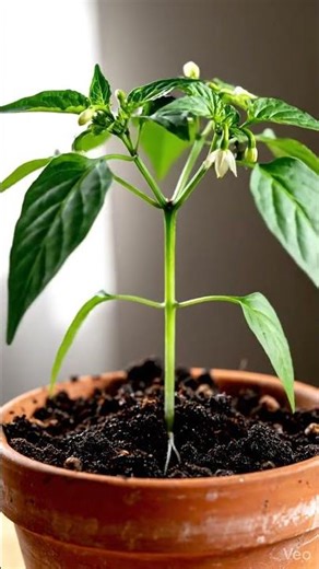 Growing Chili Pepper From Seed Time Lapse – 175 Days