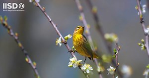 The Rio Conventions at 30