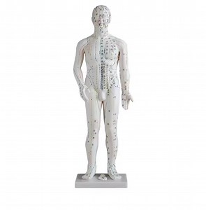[Hot Item] 50cm Medical Acupuncture Male Model for Acupuncture Teaching