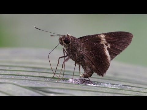 Butterfly 'pooping'