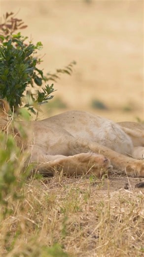 When the time comes, a lioness leaves the pride and finds a secret den. Here, she gives birth to tiny, blind cubs fragile, hidden, and completely dependent on her. For weeks, she keeps them away from danger, nursing them in silence. #motherhood #mothercare #motherslove #wildlife #fblifestyle #pregnancyjourney #pregnancy #naturelovers #pregnant | Porcupine Tours