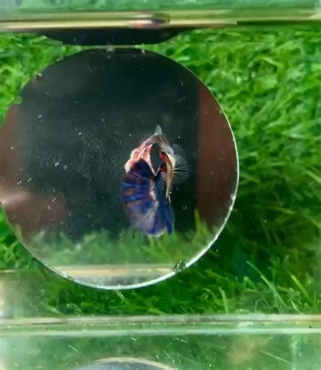 Candy Multicolor 🥰 | Betta City