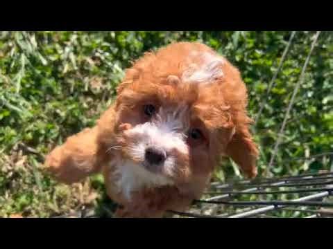 Cockapoo Puppy SD 480p