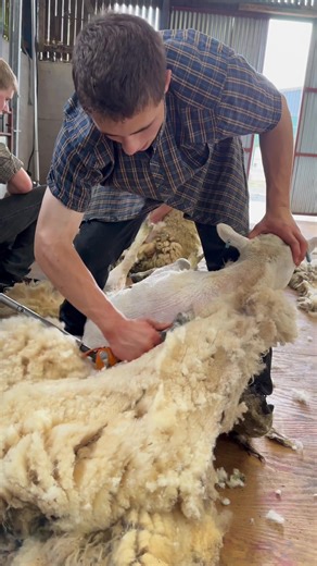 Shearing courses 2024. Sign up - www.shearingschool.co.uk | Shearing school
