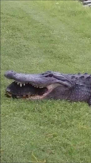 Can Crocodiles Really Eat Turtles? 🤔