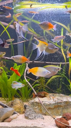 COLORFUL 125GALLON COMMUNITY AQUARIUM #subscribe #fish #fishkeepinghobby #rainbowfish #angelfish