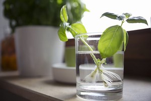 How To Propagate Basil At Home—And Never Buy It Again