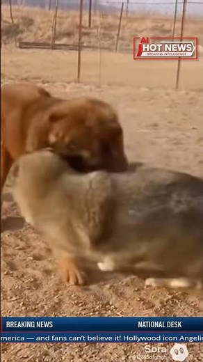 CCTV Captures Mastiff Destroying Wolf in Savage Fight