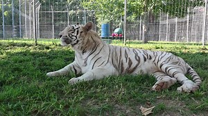 It is with a heavy heart that we announce the loss of our beautiful Payson Tiger. She had a significant rapid weight loss and was brought in for an exam. She spent several days here in the on-site hospital where we were feeding her by hand with tongs to coax her to eat. Her exam showed a large mass in her chest. She was having breathing issues etc. More details will follow when the rest of her test results get back. As you can imagine the staff is devastated and needs time to process their grief