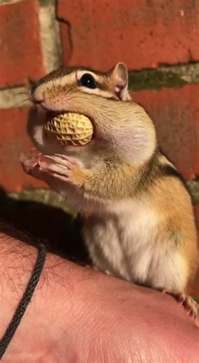 Realistic Chipmunk Peanut Stuffing on Wrist