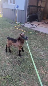 57K views · 3.1K reactions | Our first halter lesson. At this point, all I ask is for her to give to pressure and change directions. It's not actually about leading yet. She's allowed to do anything except go backwards. This girl is incredibly SMART and I couldn't be happier! | Mystic Rock Miniature Horses | Facebook