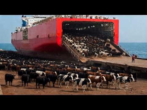 Iran Farm to Ship: How 20,000 Cattle Are Exported by Sea (Full Documentary)