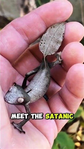Meet the Satanic Leaf-Tailed Gecko 😈