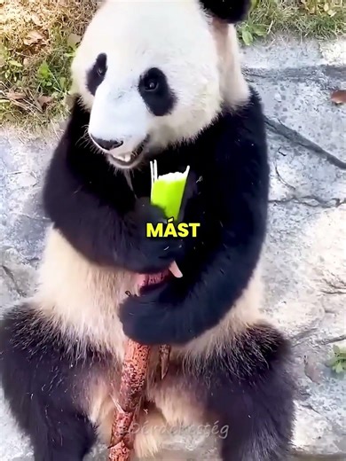 Panda VESZÉLYBEN! 🐼