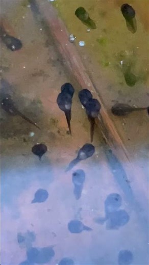 Green tree frog spawn after storm #nature #wildlife #cute #fun #frog #tadpole #amphibians #toad