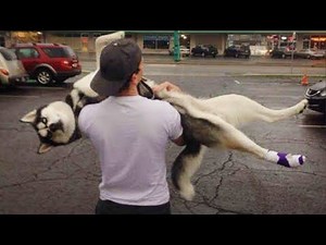 Dogs Being Dramatic 🤯 | Over the Top Dog Reactions You Can’t Miss 2025 Part 7