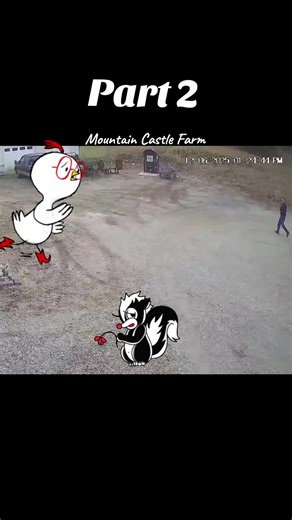 Farm Fun 🤣🤣. NOT!!!! THE BARN IS YOUR HOME IF YOU GET SPRAYED! Animals alerted us. He went out to make sure it didn't go into the corral. guess what? IT WAS NOT! IT WAS HANGING AROUND THE CORNER! SURPRISE! 🎉#run #skunk #mountaincastlefarm #memoriesbysheri #farm