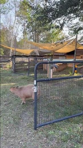 Have You Ever Seen A Capybara Run?